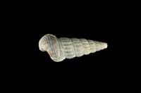 藏品(網目海蜷)的圖片